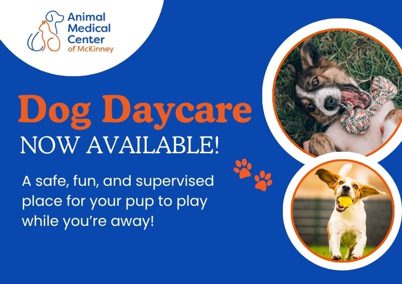 Carousel Slide 1: Doggie Daycare